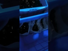 los accesorios de la atadura de cables de 1000Pcs PE el 1/2 avanzan lentamente el tipo plástico abrazadera de R del clip